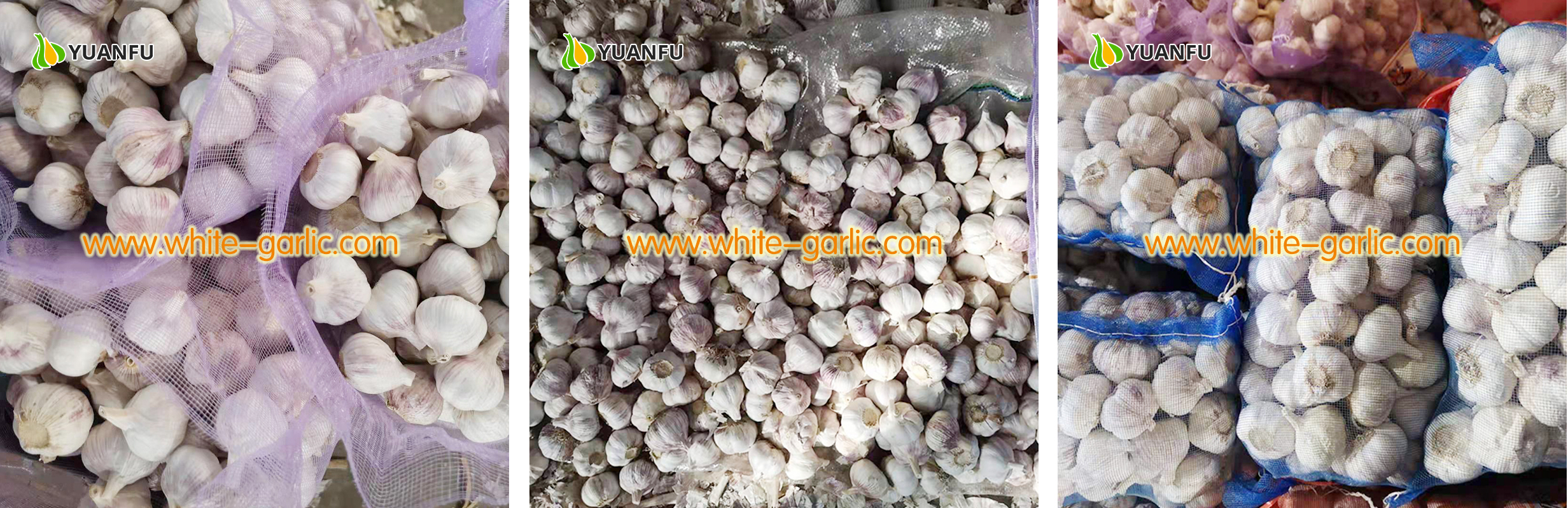 garlic exporters